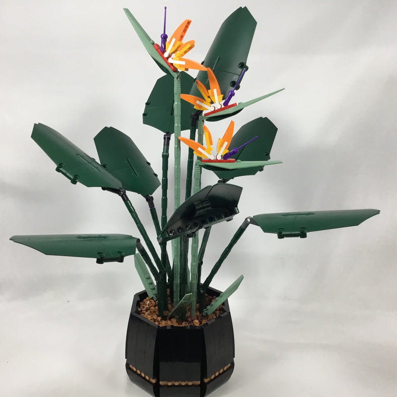 10289 Bird of Paradise (Pre-Owned)
